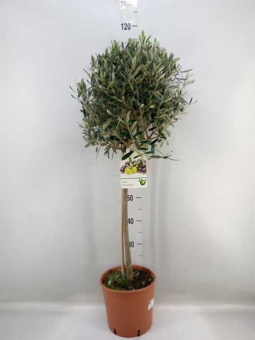 <h4>Olea europaea</h4>