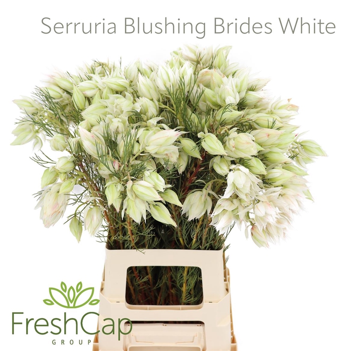 Serruria Blushing Brides White 4-6 Flwrs