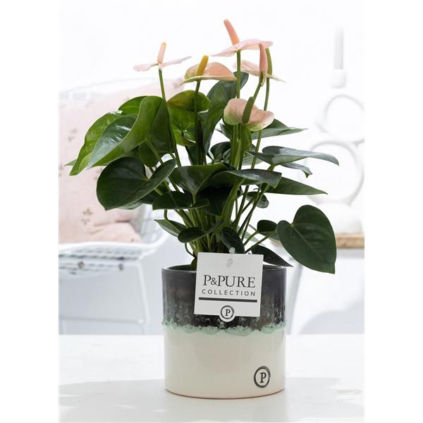 <h4>Anthurium pink (Spirit) in P&PURE Illusion ceramics;</h4>