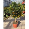 Citrofortunella Calamondin stam
