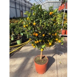 Citrofortunella Calamondin stam