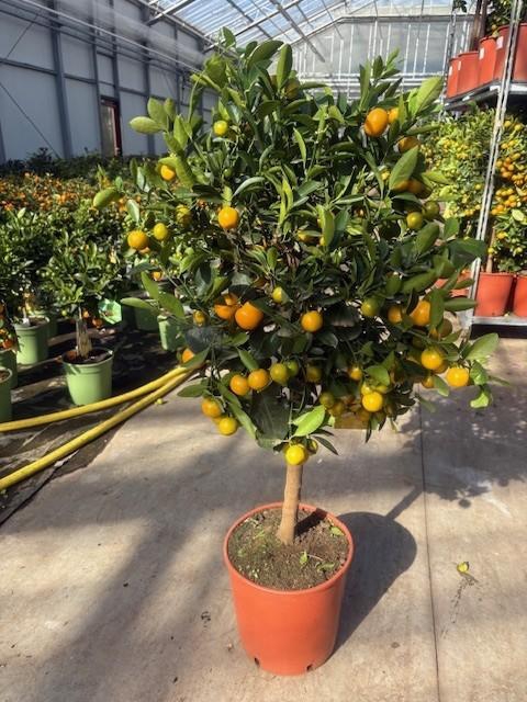 <h4>Citrofortunella Calamondin stam</h4>