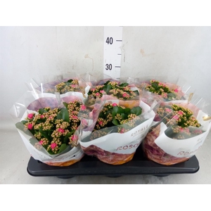 Kalanchoe blos. 'RosDon Nando'