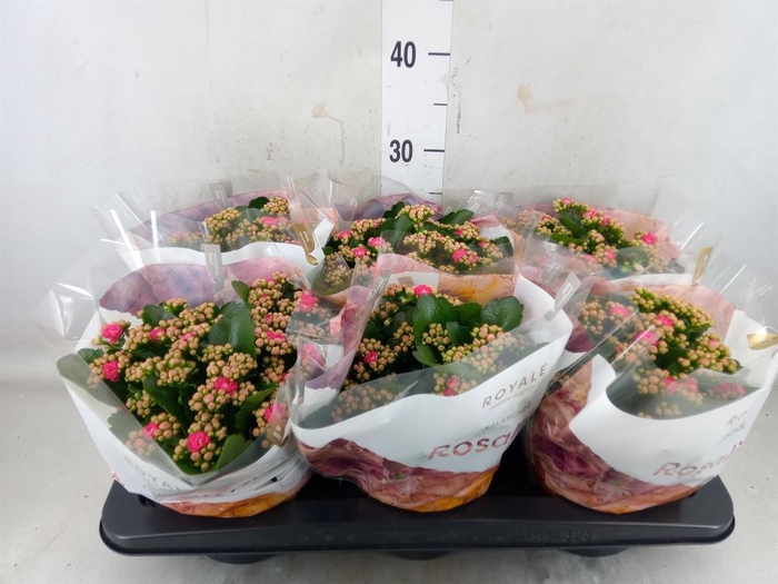 <h4>Kalanchoe blos. 'RosDon Nando'</h4>