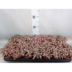 Fittonia  'Mosaic Pink Forest Flam'