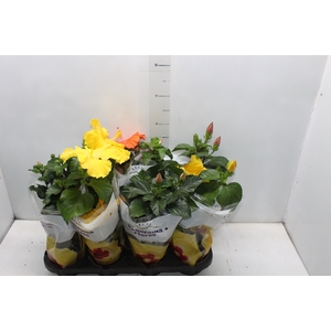 HIBISQS P13