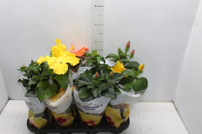<h4>HIBISQS P13</h4>