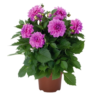Dahlia Hypnotica Lavender