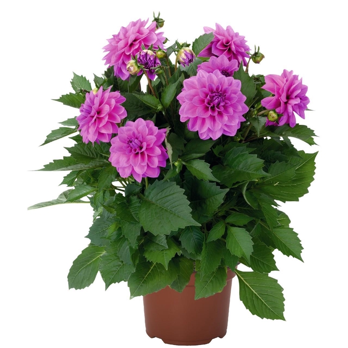 <h4>Dahlia Hypnotica Lavender</h4>