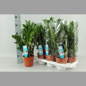 ZAMIO ZAMIIFOLIA