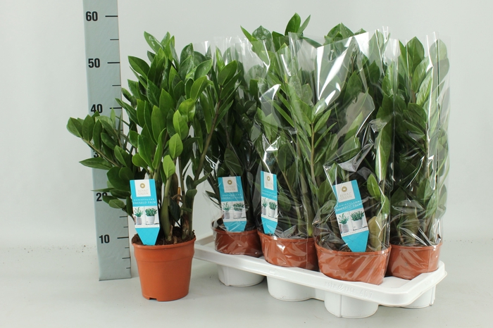 <h4>ZAMIO ZAMIIFOLIA</h4>