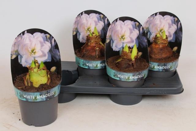 <h4>HIPP GA WHI AMADEUS</h4>