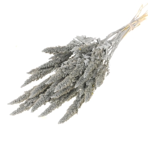 Amaranthus Grey Misty
