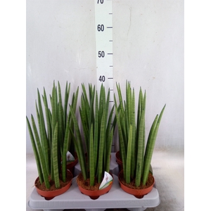 Sansevieria cyl.  ...