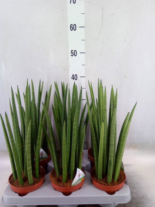 <h4>Sansevieria cyl.  ...</h4>