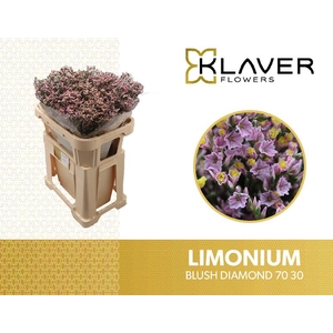 Limonium Blush Diamond Klaver