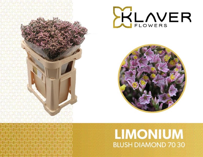 <h4>Limonium Blush Diamond Klaver</h4>