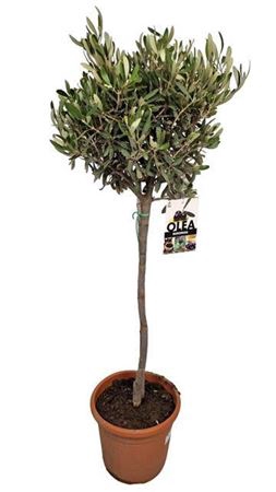 <h4>Olea Europaea Stem</h4>