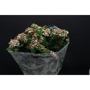 Viburnum Macrophil Bloei
