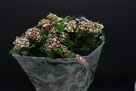 <h4>Viburnum Macrophil Bloei</h4>