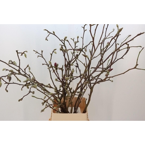 MAGNOLIA GRANDIFLORA