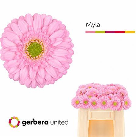 <h4>GE MI MYLA</h4>