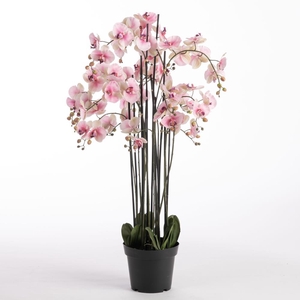 AF Orchid x11 in pot H132cm Pi