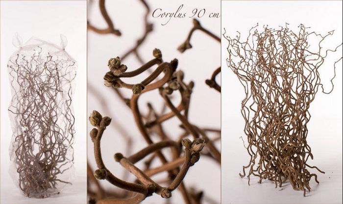 <h4>CORYL AV CONTORTA</h4>