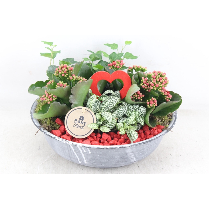 <h4>Arr2 Pl - Zink Antiek Schaal - Rood</h4>