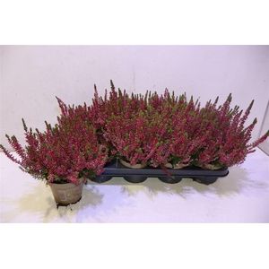 Callu Ga G Franca