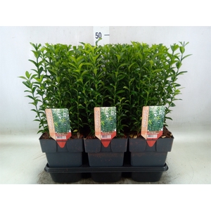 Euonymus japon. 'Green Spire'