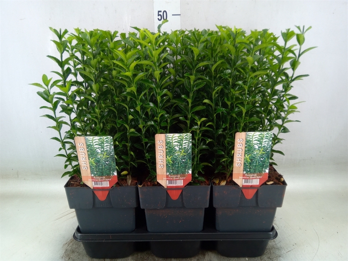 <h4>Euonymus japon. 'Green Spire'</h4>