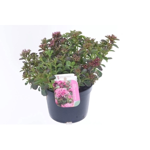 Sedum spurium Spot On Deep Rose