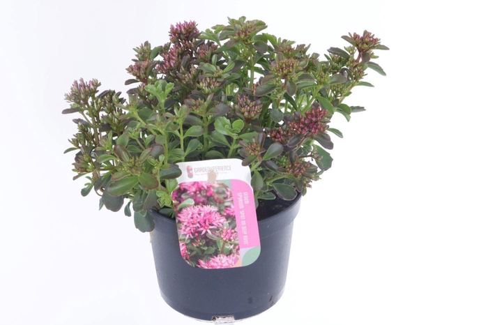 <h4>Sedum spurium Spot On Deep Rose</h4>