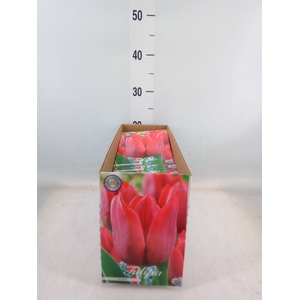 Tulipa   ...flowerbulbs