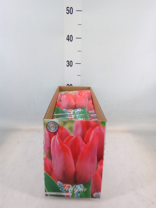 <h4>Tulipa   ...flowerbulbs</h4>