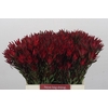 Leucadendron Blush Spray