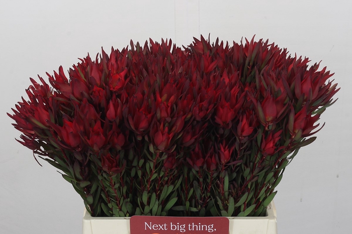 Leucadendron Blush Spray