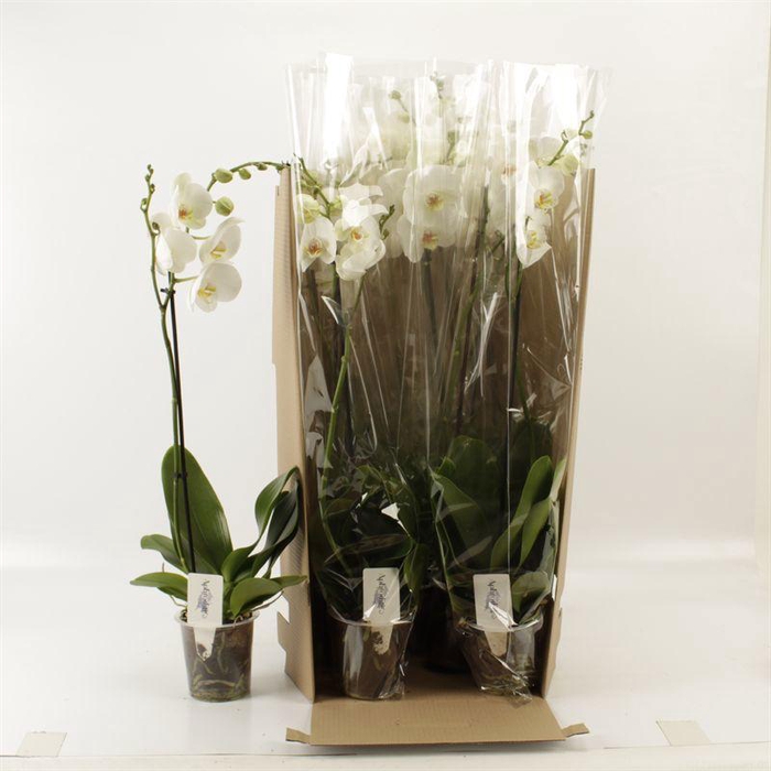 <h4>PHAL OV WIT</h4>