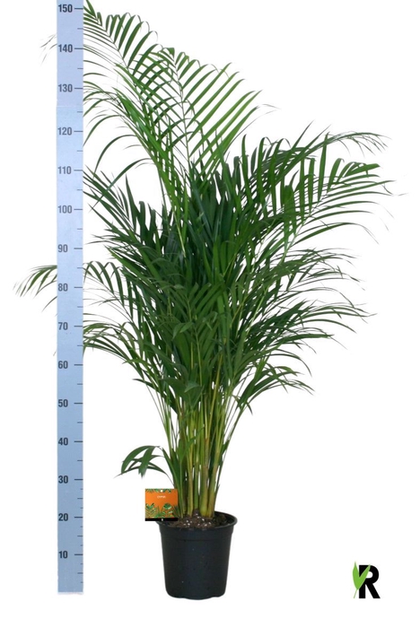 <h4>DYPSIS LUTESCENS</h4>