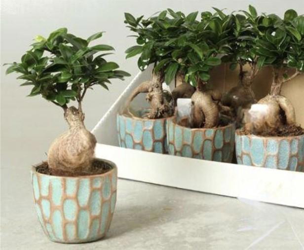 <h4>Fic Mi Ginseng</h4>