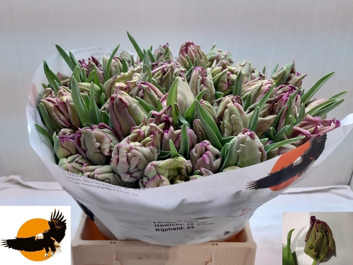 <h4>TU PA SECRET PARROT</h4>