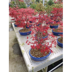 Acer palmatum deshojo, pot 31cm.