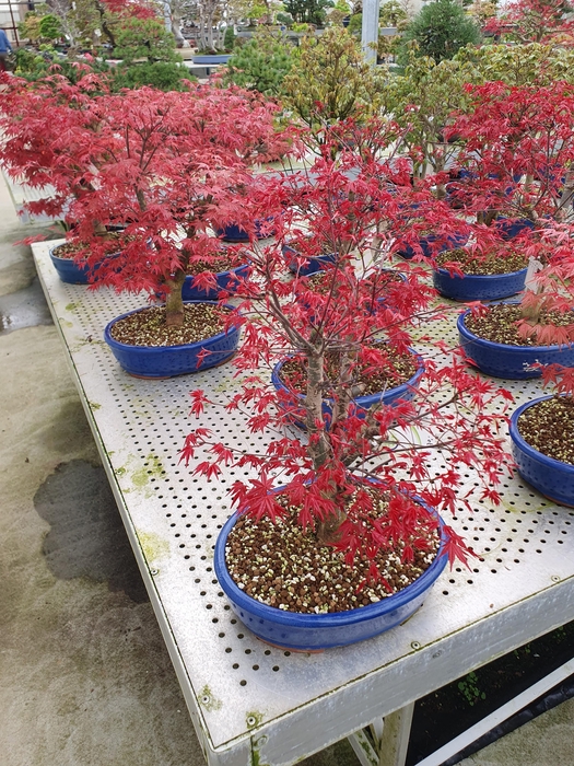 <h4>Acer palmatum deshojo, pot 31cm.</h4>
