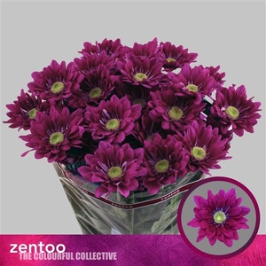 Chr T Serenity Purple Zentoo