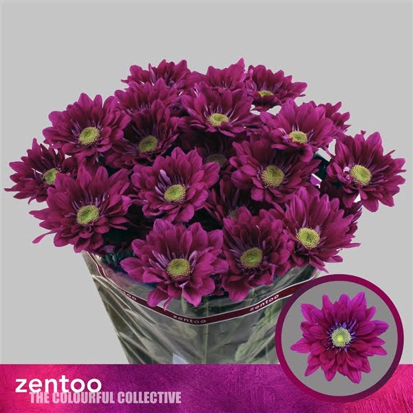 <h4>Chr T Serenity Purple Zentoo</h4>