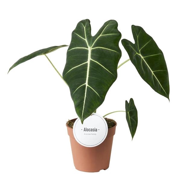 <h4>Alocasia overig</h4>