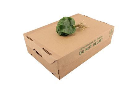 <h4>Galax urceolata pb</h4>