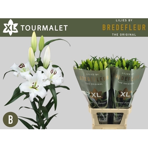 LI OT TOURMALET 5+
