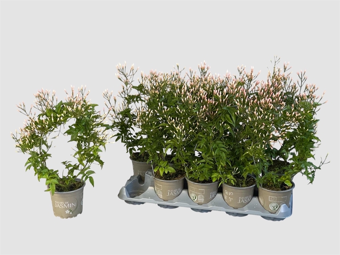 <h4>JASM POLYANTHUM WIT</h4>